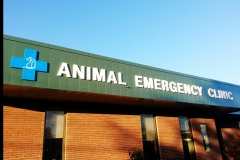Animal Emergency lettering